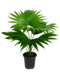 Ливистона Livistona Rotundifolia d14-40см