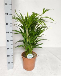 Дипсис Dypsis Lutescens 21-75