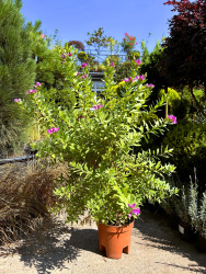 Полигала POLYGALA MYRTIFOLIA  9л (нг)