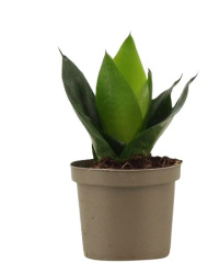 Sansevieria Jade 9-20