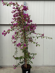 Bougainv Sun Purple 30-220