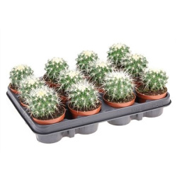 Кактус Echinocactus Grusonii d10,5-10см