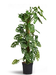 Монстера Monstera Obliqua d28-60см