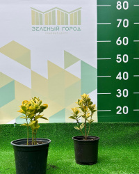 бересклет960