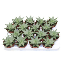 Haworthia Limifolia 8-15