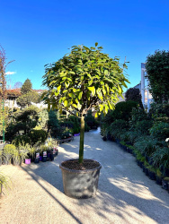 Лавровишня PRUNUS LAUROC NOVITA 70л 1.2 штамб
