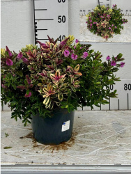 Hebe Bloeiend Gem 23-42