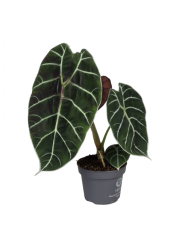 Алоказия Alocasia Pride Of Corrup