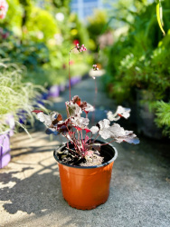 Гейхера Heuchera Black Pearl 2л (М)
