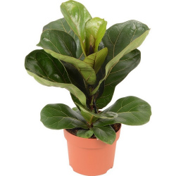 Фикус Ficus Lyrata Bambino 12-40