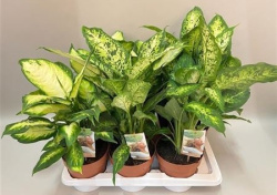 Диффенбахия Dieffenbachia микс 17-55