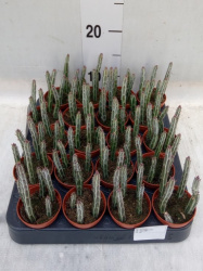 Сенецио Senecio Stapeliiformis d5,5-15см
