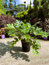Акант ACANTHUS 2л