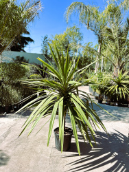 Драцена DRACAENA PEKO 25л