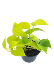 Сциндапсус Epipremnum Golden Pothos d12-35см