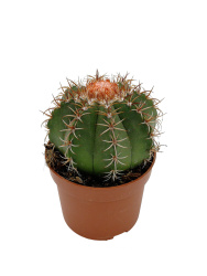 Мелокактус Melocactus Matanzanus d14-15см