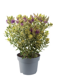 Hebe-andersonii-Variegata_35830_2