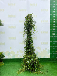 Плющ HEDERA HELIX 18л 300-350см