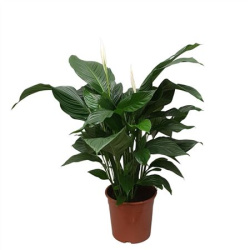 Спатифиллум Spath Silvana 24-100