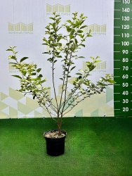 Яблоня Malus toringo sargentii Sämling 3л 100см (Г)