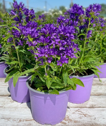 Колокольчик скученный Bellefleur blue