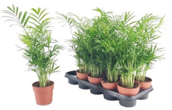Хамедорея Chamaedora Elegans 12-45