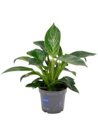 Philodendron White Stripe 12-35