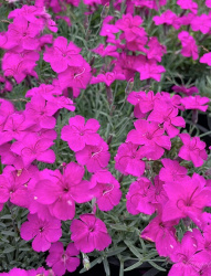 гвоздика альпийская
