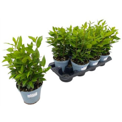 Laurus Nobilis 17-60