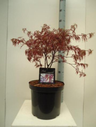 acer-palmatum-garnet