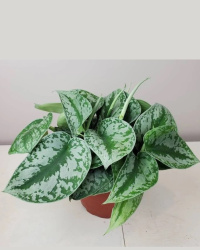 Scindapsus pictus