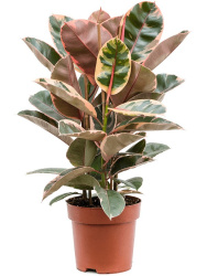 Фикус Ficus El Belize 3pp d21-70см