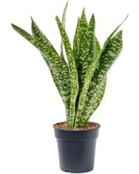 Sansevieria Masoniana Dragon d21-80см
