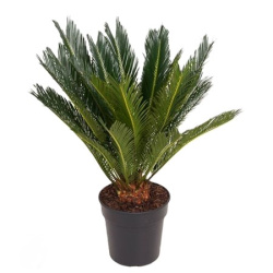 Саговник Cycas Revoluta 21-70