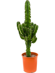 Эуфорбия Euphorbia Candelabrum d17-60см