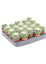 7097
