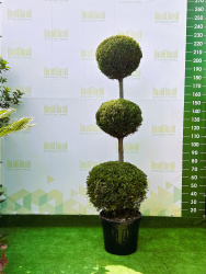 Купрессоципарис CUPRESSOCYPARIS LEYLANDII CASTLEWEL GOLD 70-90л 200см 3шара (нг)