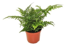 Атириум Athyrium Spicatum 8-20