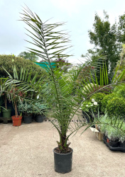 Финик канарский Phoenix canariensis d26-170см (4730)