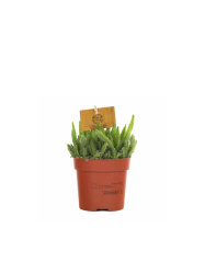 Гилоцереус Hylocereus Undatus 5
