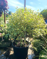 Лигуструм LIGUSTRUM JAPONICUM EXCELSUM SUPERBUM 80л шар