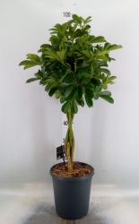 Schefflera Compacta Twisted Stem 23-100