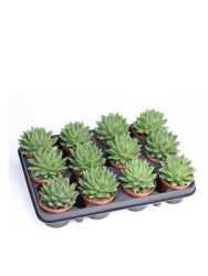 Эхеверия Echeveria Nekkar d5,5-8см