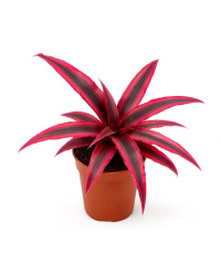 Криптантус Cryptanthus d8-9см