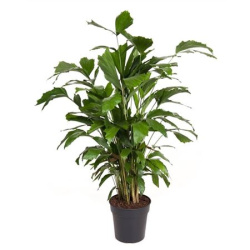 Кариота Caryota Mitis 24-110