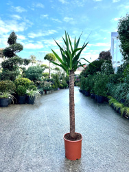 Юкка Yucca Elephantipes d21.130см