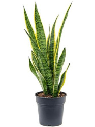 Sansevieria Laurentii 19-60