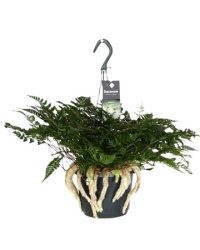 Humata Tyermannii 17-30