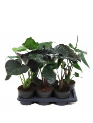 Алоказия Alocasia d13 (М)