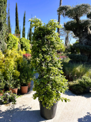 Лоропеталум LOROPETALUM CHINENSIS 30л 125-150см